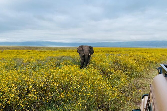 03 days Serengeti and Ngorongoro Crater group (camping) - Starting from Kilimanjaro Airport at 6:30 am