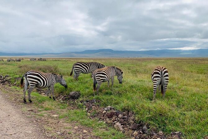 03 days Serengeti and Ngorongoro Crater group (camping) - Day 2: More wildlife, then the crater rim