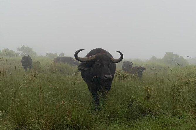 03 days Serengeti and Ngorongoro Crater group (camping) - Day 1: Entering Serengeti’s endless plains
