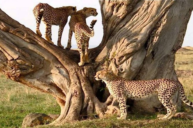 #1 Best Tanzania Safari Tarangire Day tour Adventure - Elephants, birds, and the smaller details