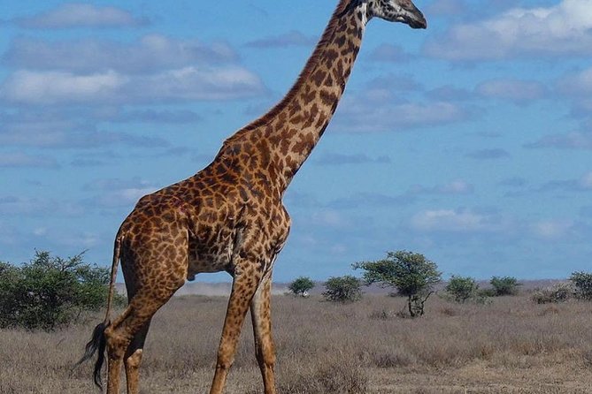 #1 Best Tanzania Safari Tarangire Day tour Adventure - The afternoon drive and return journey