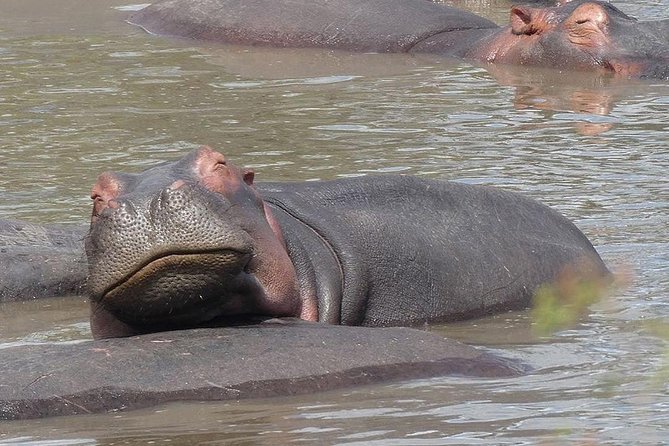 #1 Best Tanzania Safari Tarangire Day tour Adventure - Is $200 a fair price?
