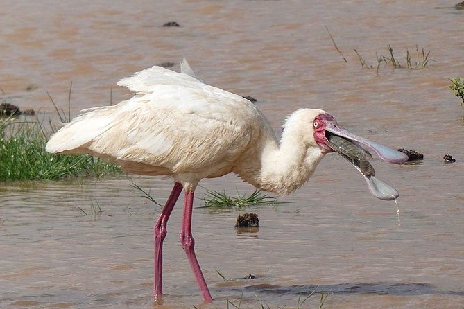 #1 Best Tanzania Safari Tarangire Day tour Adventure - Who should book this Tarangire day trip?