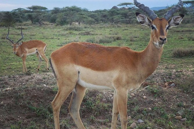 #1 Best Tanzania Safari Tarangire Day tour Adventure - The early departure from Moshi