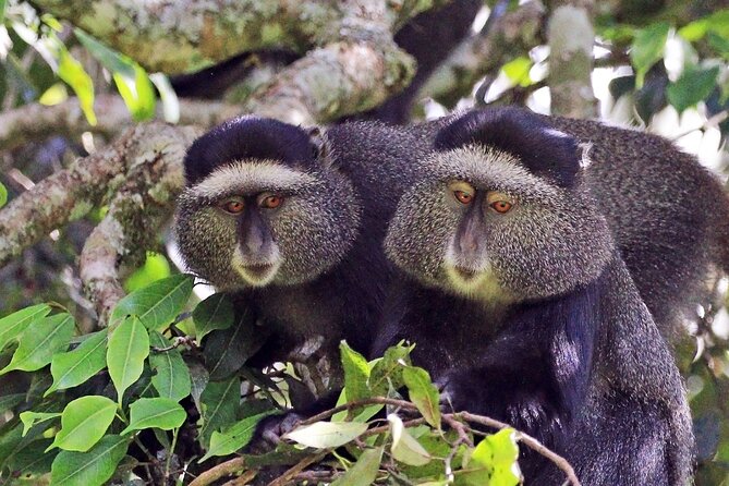 1 Day: Arusha National Park - Meru Crater and the Jekukumia River