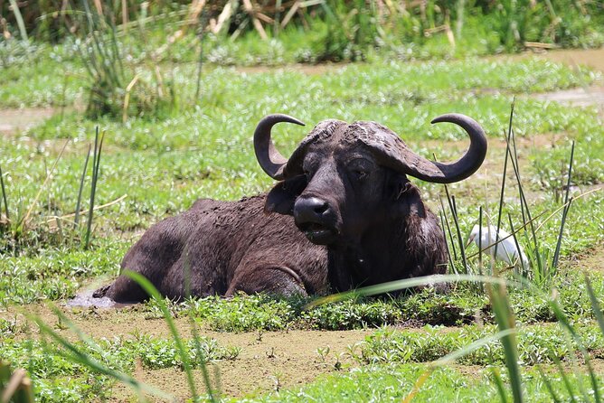 1 Day: Arusha National Park - Buffalo, zebras, warthogs, and antelope