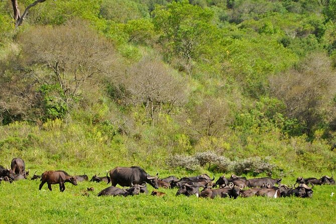 1 Day: Arusha National Park - Giraffes are the main attraction