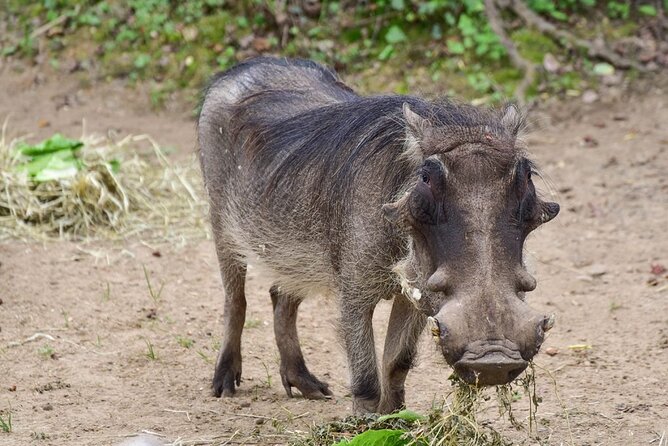 1 Day: Arusha National Park - What the private safari format changes