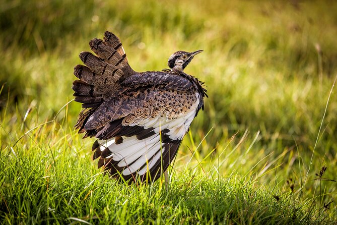 1 Day: Arusha National Park - Picnic lunch, drinks, and the real value of $440