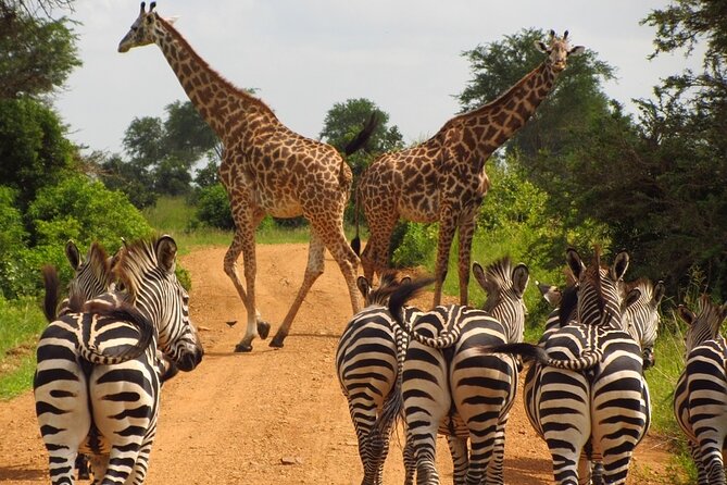 1 Day: Arusha National Park - The Ngurdoto Crater forest zone