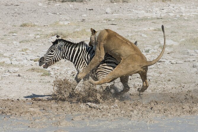 1-Day Fly in Shared Safari to Mikumi National Park from Zanzibar - What the eight-hour day feels like
