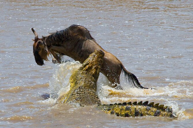 1-Day Fly in Shared Safari to Mikumi National Park from Zanzibar - Booking details and cancellation flexibility