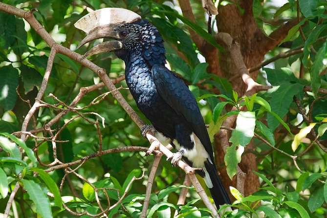1 Day Joined Group Safari in Ngorongoro Crater National Park - Six hours inside the crater