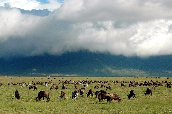 1 Day Joined Group Safari in Ngorongoro Crater National Park - Lake Makat and the crater’s birdlife