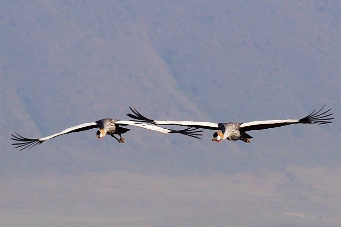 1 Day Joined Group Safari in Ngorongoro Crater National Park - Maasai bomas and the cultural side of the day