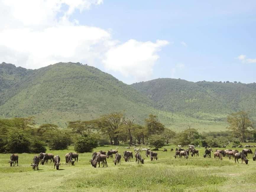 1-Day Ngorongoro Crater Special Big 5- Joining Group Safari - Why a one-day crater safari works