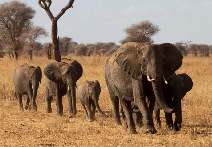 1-Day Ngorongoro Crater Special Big 5- Joining Group Safari - Leaving Arusha before sunrise