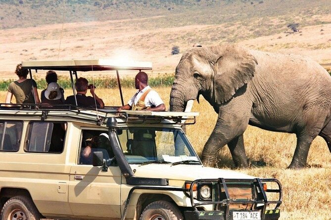 1 Day Private Ngorongoro Crater Safari - Wildlife on the crater floor