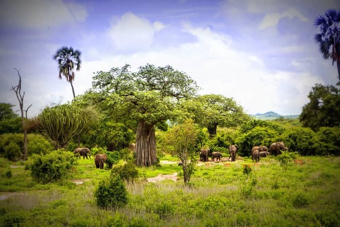 1-Day Ruaha National Park - Key points to know before booking