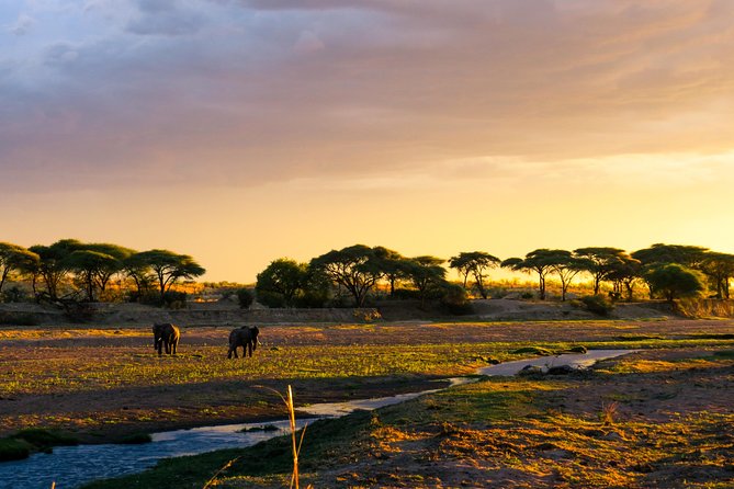 1-Day Ruaha National Park - What the Ruaha game drive feels like