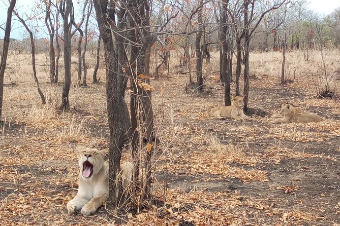 1 Day Safari to Mikumi National Park - Key points before you book