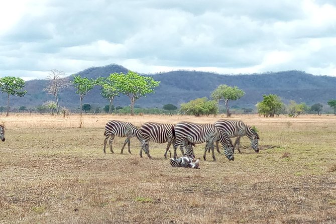 1 Day Safari to Mikumi National Park - The 4:00am start from Dar es Salaam