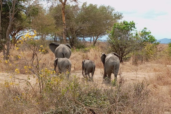 1 Day Safari to Mikumi National Park - The first game drive in Mikumi