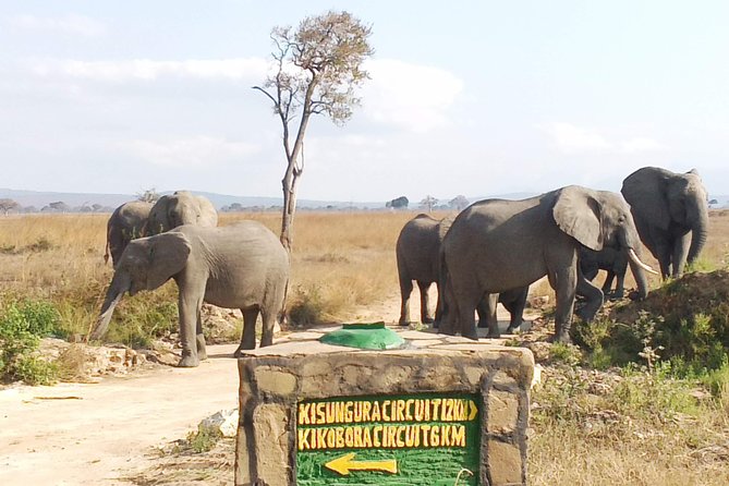 1 Day Safari to Mikumi National Park - Lunch, then more wildlife until 3:00pm