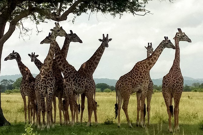 1 Day Safari to Mikumi National Park - Is $470 per person good value?