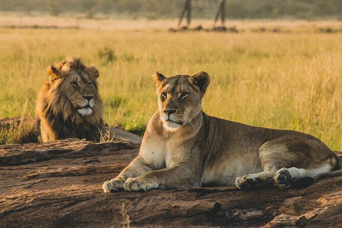 1 Day Safari to Mikumi National park from Zanzibar by flight - Key points to know before booking