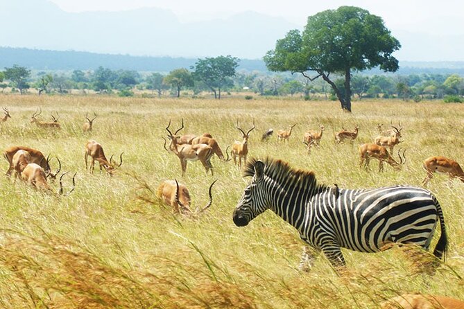 1 Day Safari to Mikumi National park from Zanzibar by flight - Why Mikumi works for a Zanzibar day trip