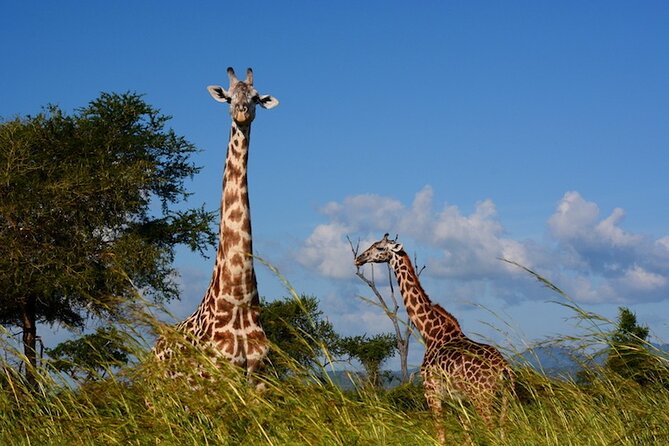 1 Day Safari to Mikumi National park from Zanzibar by flight - Meals, water, and the long day