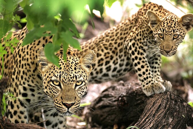 1 Day Safari to Mikumi National park from Zanzibar by flight - What the $610 price really buys