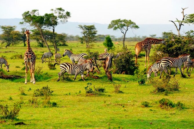 1 Day Safari to Mikumi National park from Zanzibar by flight - Group size, vehicle comfort, and personal space