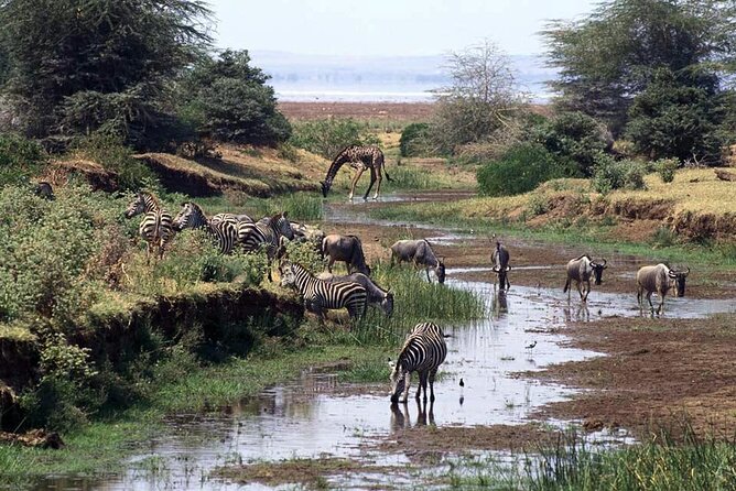1 Day Safari to Mikumi National park from Zanzibar by flight - How the guide affects the experience