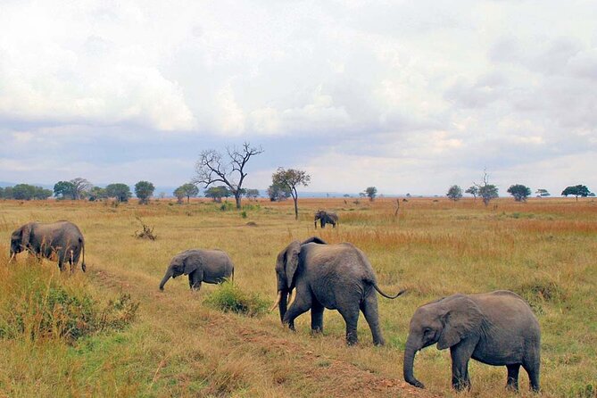 1 Day Safari to Mikumi National park from Zanzibar by flight - What happens inside Mikumi National Park