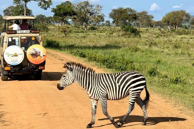 1 Day Safari to Mikumi National Park - Inside the open-roof 4x4