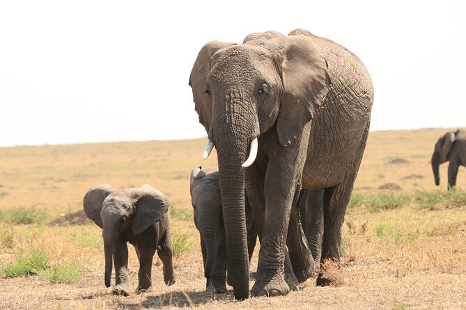 1-Day Safari-Trip to Tarangire National Park - Practical details that matter
