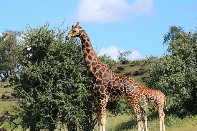 1-Day Safari-Trip to Tarangire National Park - Four hours among elephants and baobabs