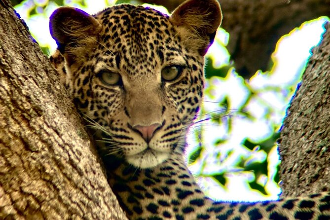 1. Day safaris to Mikumi by Train from dar es salaam - The late-morning game drive