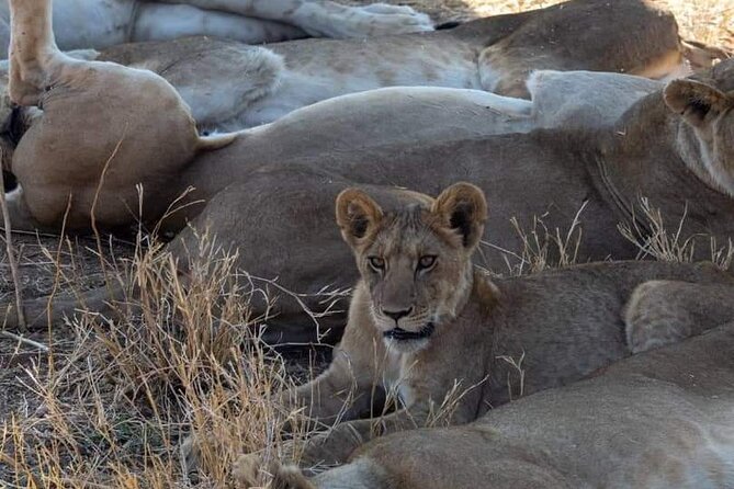 1. Day safaris to Mikumi by Train from dar es salaam - The evening game drive