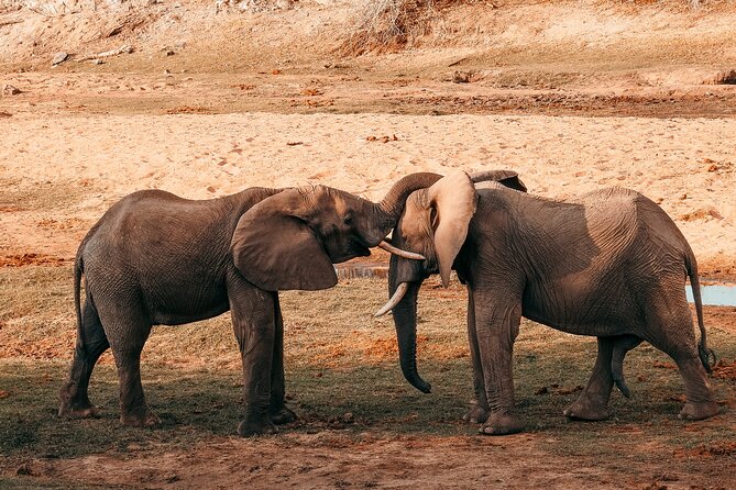 1-Day Selous (Nyerere National Park) Fly-In Safari from Zanzibar - Key points to know before booking