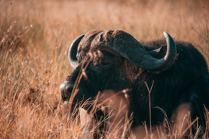 1-Day Selous (Nyerere National Park) Fly-In Safari from Zanzibar - Why a Zanzibar fly-in safari makes sense