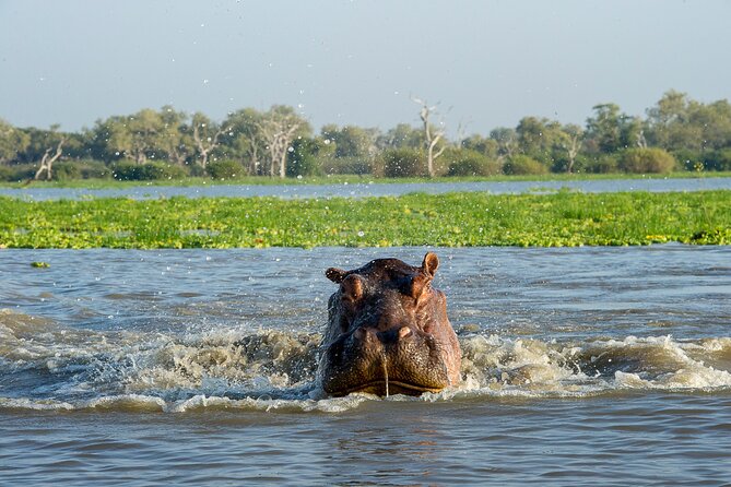 1-Day Selous (Nyerere National Park) Fly-In Safari from Zanzibar - What you might see during the game drive
