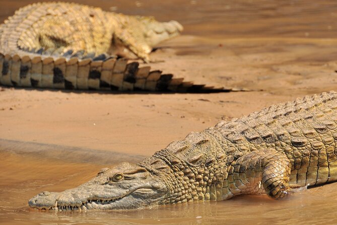 1-Day Selous (Nyerere National Park) Fly-In Safari from Zanzibar - A bush picnic with no fences around you