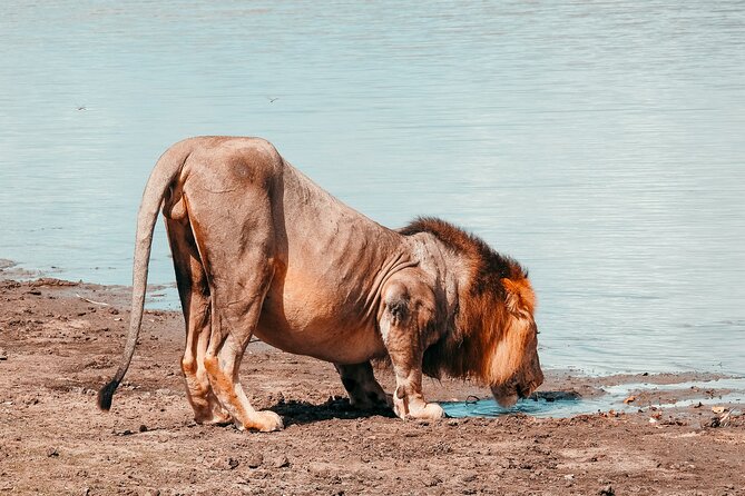 1-Day Selous (Nyerere National Park) Fly-In Safari from Zanzibar - The afternoon drive and sunset flight home