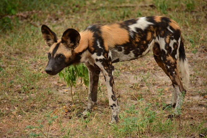 1-Day Selous (Nyerere National Park) Fly-In Safari from Zanzibar - The guides can shape the whole day