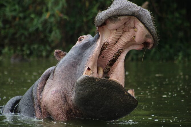 1 Day Tanzania Sharing Budget Group joining Tour to Ngorongoro - Why Ngorongoro Crater makes sense for a one-day safari