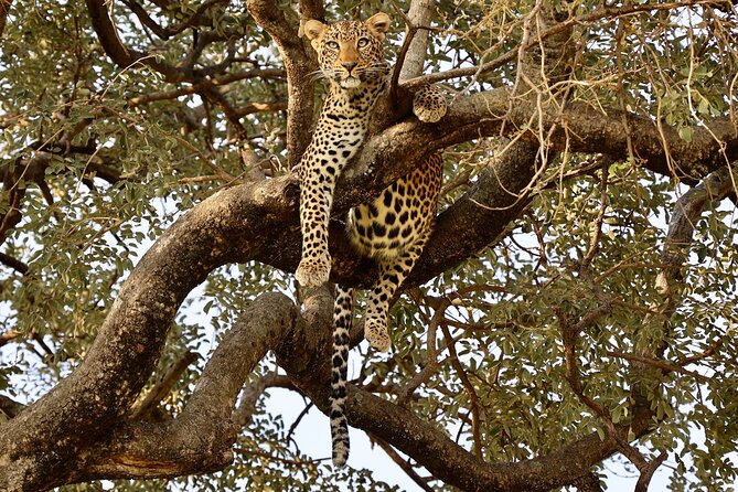 1 Day Tanzania Sharing Budget Group joining Tour to Ngorongoro - Who will get the most from this safari