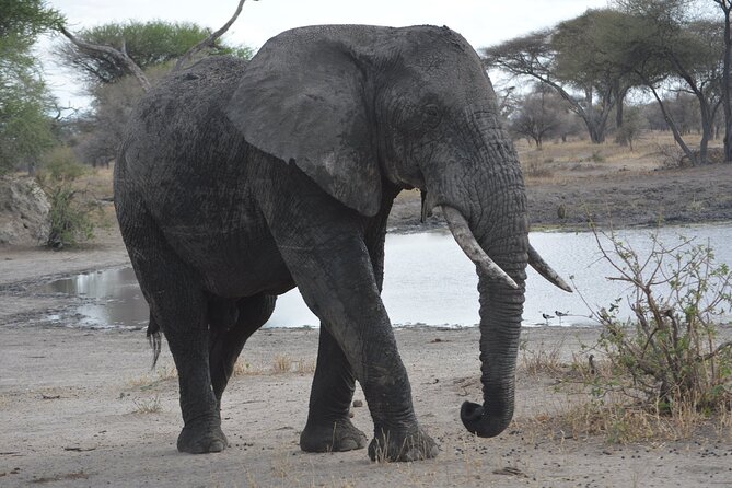 10-Day Amazing Comfort Camping Safari - A 10-day route through Tanzania’s best-known parks